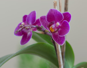 Purple orchid
