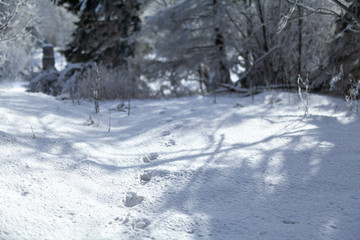 Fototapeta na wymiar footprints in the snow in the mountains