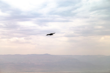 Bird flying in the air,  Judaean Desert, Israel