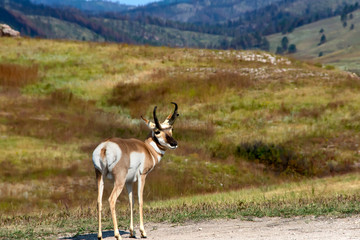 Pronghorn