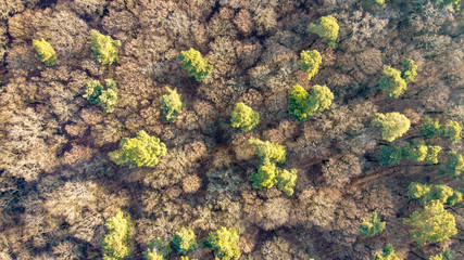 Background of mixed type forest at autumn with leafs fallen areial view from above.