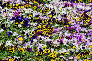 Background of white, purple, pink and yellow mixed colored pansies or Viola Tricolor flowers in a sunny spring garden, beautiful outdoor floral background photographed with soft focus