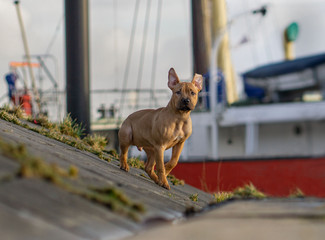 pocket bulldogge