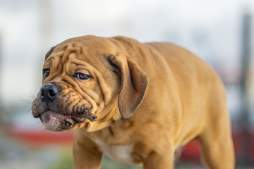 Continentalbulldogge