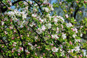Large branch with white and pink apple tree flowers in full bloom and clear blue sky in a garden in a sunny spring day, beautiful Japanese trees blossoms floral background, sakura