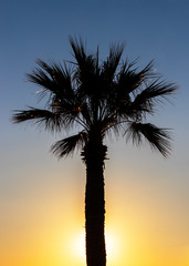 Silhouette of one palm tree at sunrise. The sun is hidden behind the trunk.