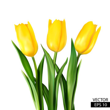 Three yellow tulips with green leaves isolated
