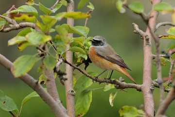 Fototapeta premium bird on a branch