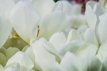 Beautiful white tulips flowerbed close-up. Floral background. Summer garden landscape design.