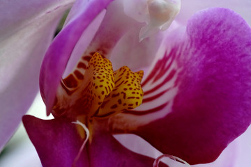 Close-up of the orchid phalaenopsis.