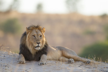 Fototapeta na wymiar Black maned african lion in the wilderness
