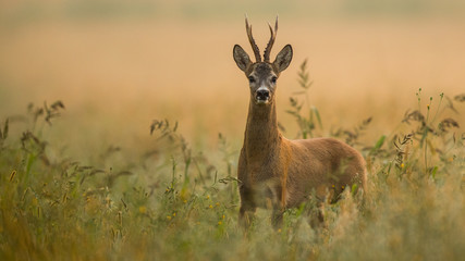 Roebuck - buck (Capreolus capreolus) Roe deer - goat