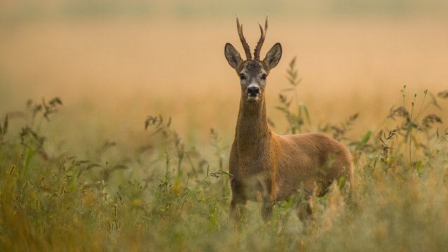 Roebuck - buck (Capreolus capreolus) Roe deer - goat