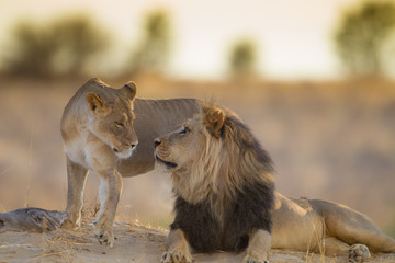 Mating lions, lion mating, in the wilderness of Africa