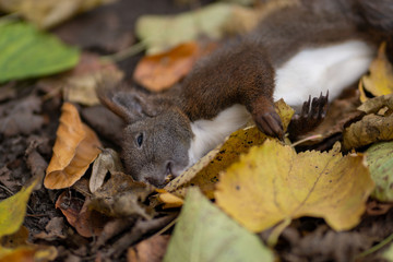 Totes Eichhörnchen