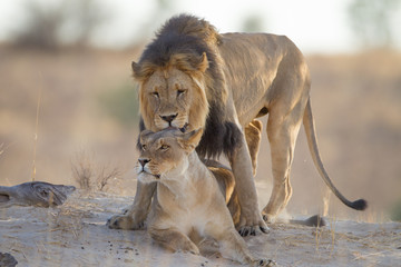Obraz na płótnie Canvas Mating lions, lion mating, in the wilderness of Africa