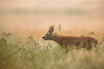 Roebuck - buck (Capreolus capreolus) Roe deer - goat