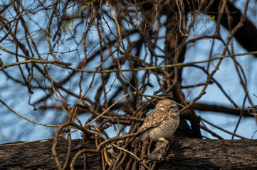 spotted owlet or Athene brama perched on  tree trunk in early morning blue hours at keoladeo national park or bharatpur bird sanctuary, rajasthan, india