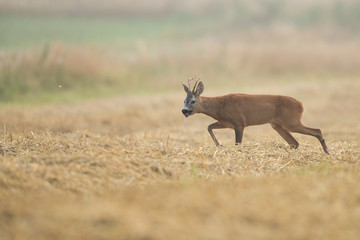 Roebuck - buck (Capreolus capreolus) Roe deer - goat