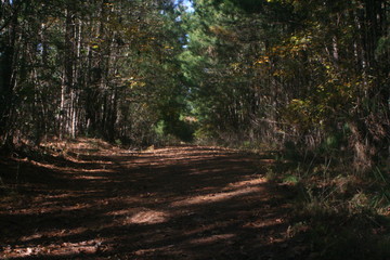 road in the forest