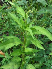 Weeds of Persicaria lapathifolia grow in the field