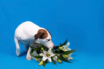 Jack Russell on a blue background with flowers - 322846072
