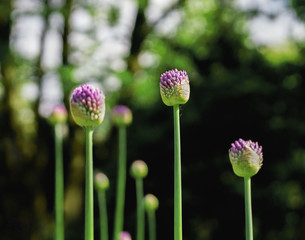 Blumen