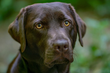 Fototapeta premium Labrador