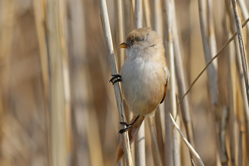 sparrow on a branch