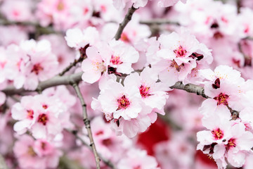 Close up of a branch with pink apricot tree flowers in full bloom with blurred background in a garden in a sunny spring day, beautiful outdoor floral background