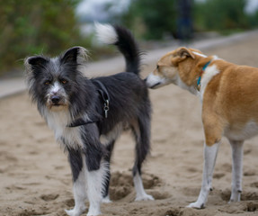 Kommunikation unter Hunden