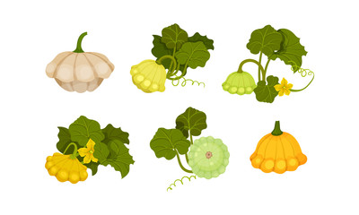 Ripe Bush Pumpkin or Custard Squash with Green Leaves Vector Set
