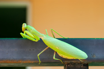 The green mantis sits on the railings of the veranda in the background of the house. The insect poses for a photo. Horizontal photo