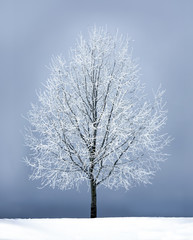 Frozen tree in winter landscape.