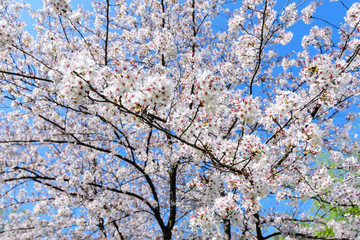 One large cherry tree with white cherry tree flowers in full bloom and clear blue sky in a garden in a sunny spring day, beautiful Japanese cherry blossoms floral background, sakura