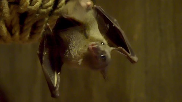 Bat (Microchiroptera) hanging upside down, close-up