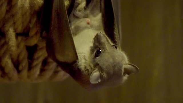 Bat (Microchiroptera) hanging upside down, close-up