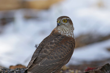 portrait of an owl