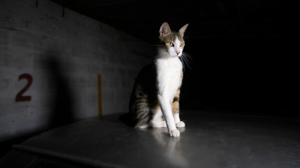 Gato en su hábitat urbano 