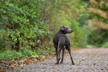 Mischlingshund