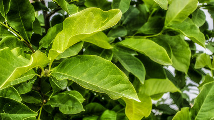 Green exotic leaves as natural tropical floral botanical pattern texture summer background