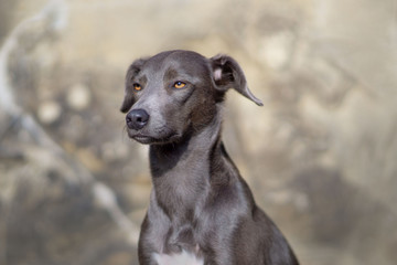 Mischlingshund