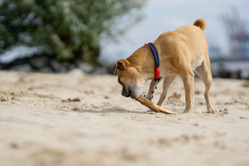 Mops am Strand mit Stock
