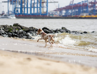 Kleiner Hund am Strand