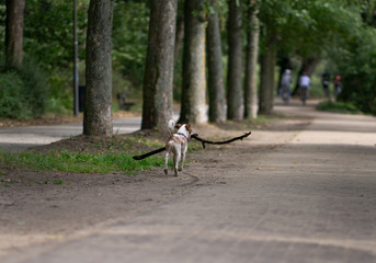 Kleiner Hund mit großem Stock