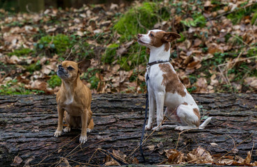 kleine Hunde im Wind