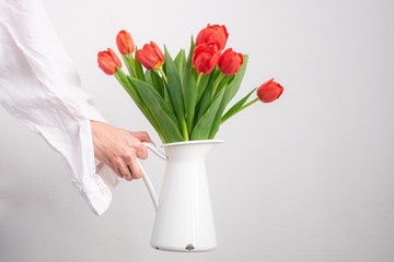 Hand holding white vase on white background with red tulips bouquet. monochrome consept