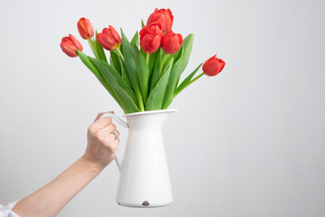 Hand holding white vase on white background with red tulips bouquet. monochrome consept