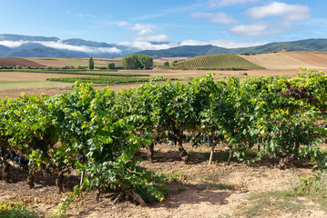 Fototapeta na wymiar Vineyards with Demanda mountain range as background, La Rioja, Spain