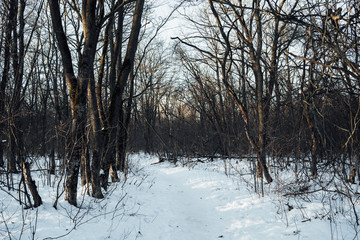 Winter in the forest. Winter mixed forest covered by snow hoarfrost. Wintry landscape.